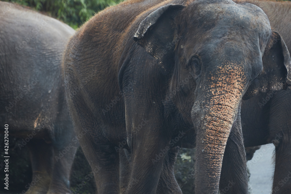 Fototapeta premium old elephant 