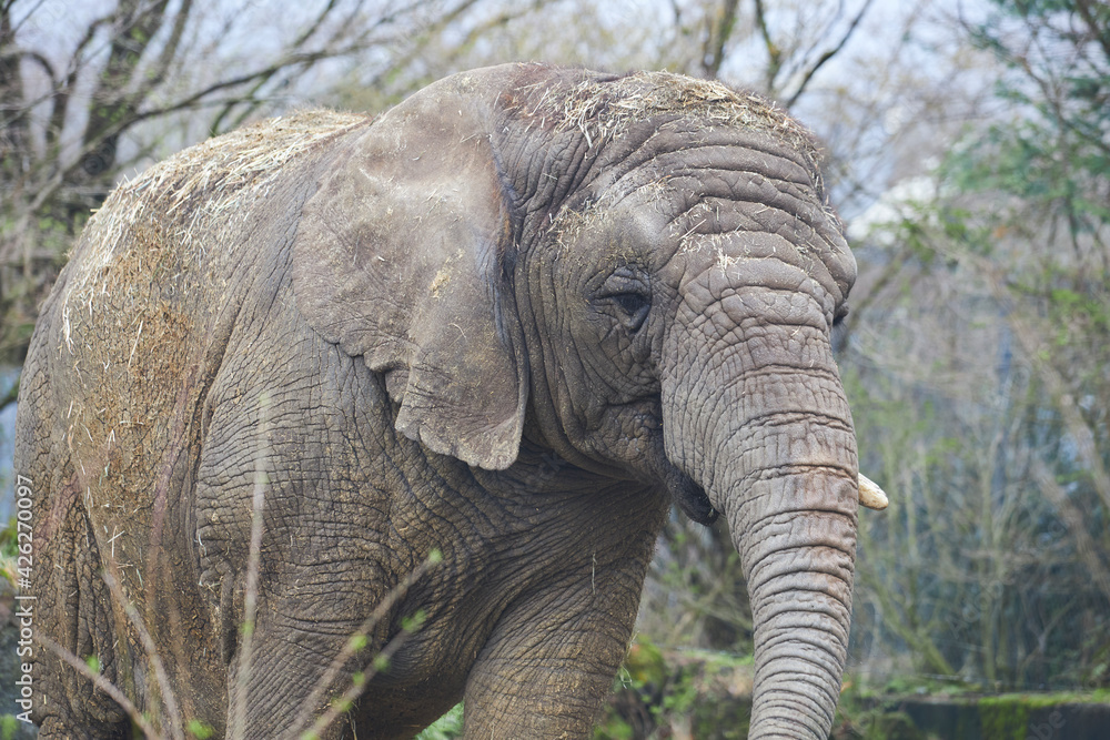Fototapeta premium old elephant 
