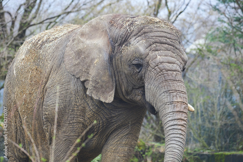 old elephant 