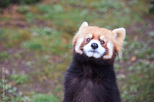 Photography red panda in the forest