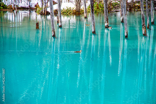 春の美瑛町 残雪の青い池を泳ぐカモ 