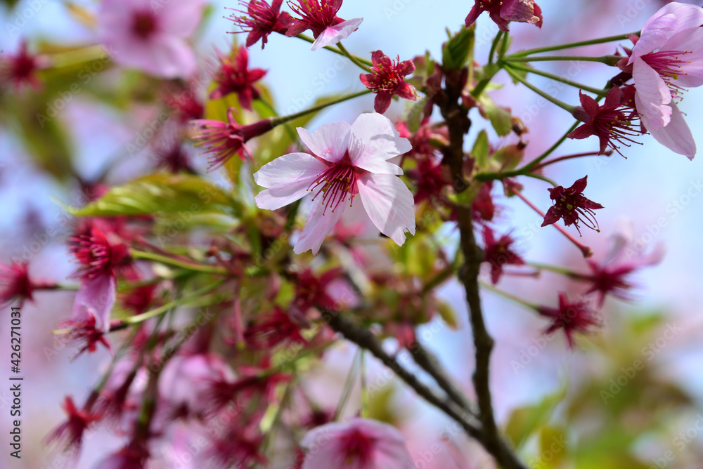 Obraz premium 三重県伊勢市 宮川堤の桜 ”花びらがピンクで綺麗”