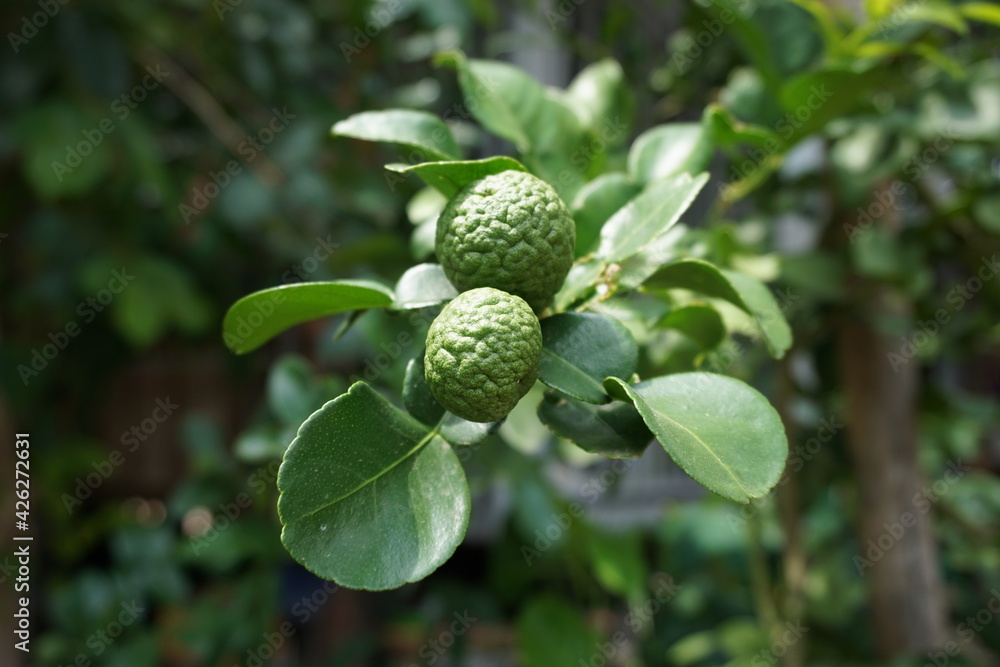 Kaffir Lime Kaffir Lime