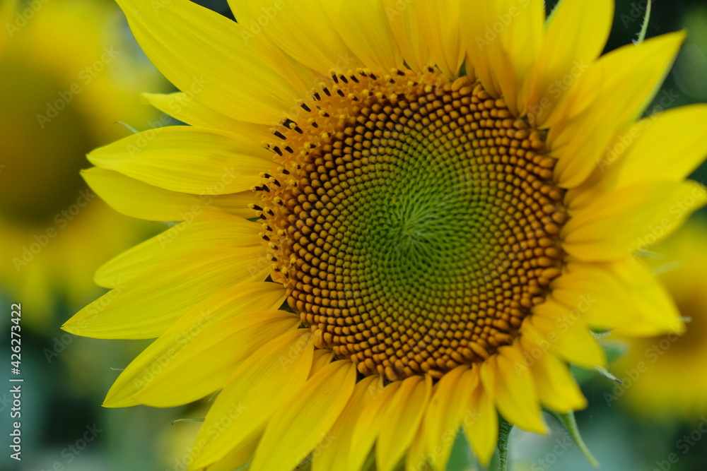 Single sunflower flower on a blurred background, close-up. Single sunflower flower on a blurred background, close-up.