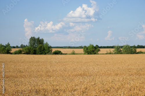 Several trees amidst a vast field of ripe wheat in summer. Agricultural land before harvesting grain. Picturesque rural landscape. Fluffy white clouds against the blue sky. © Oleksii