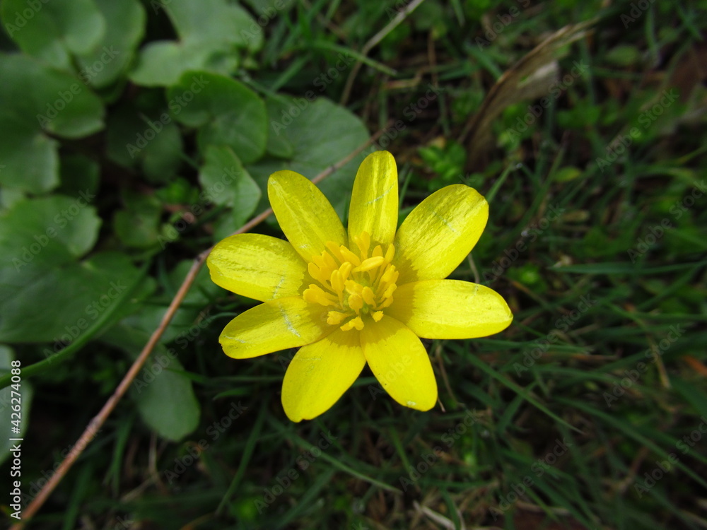 Gelbe Blume Gelbe Blume