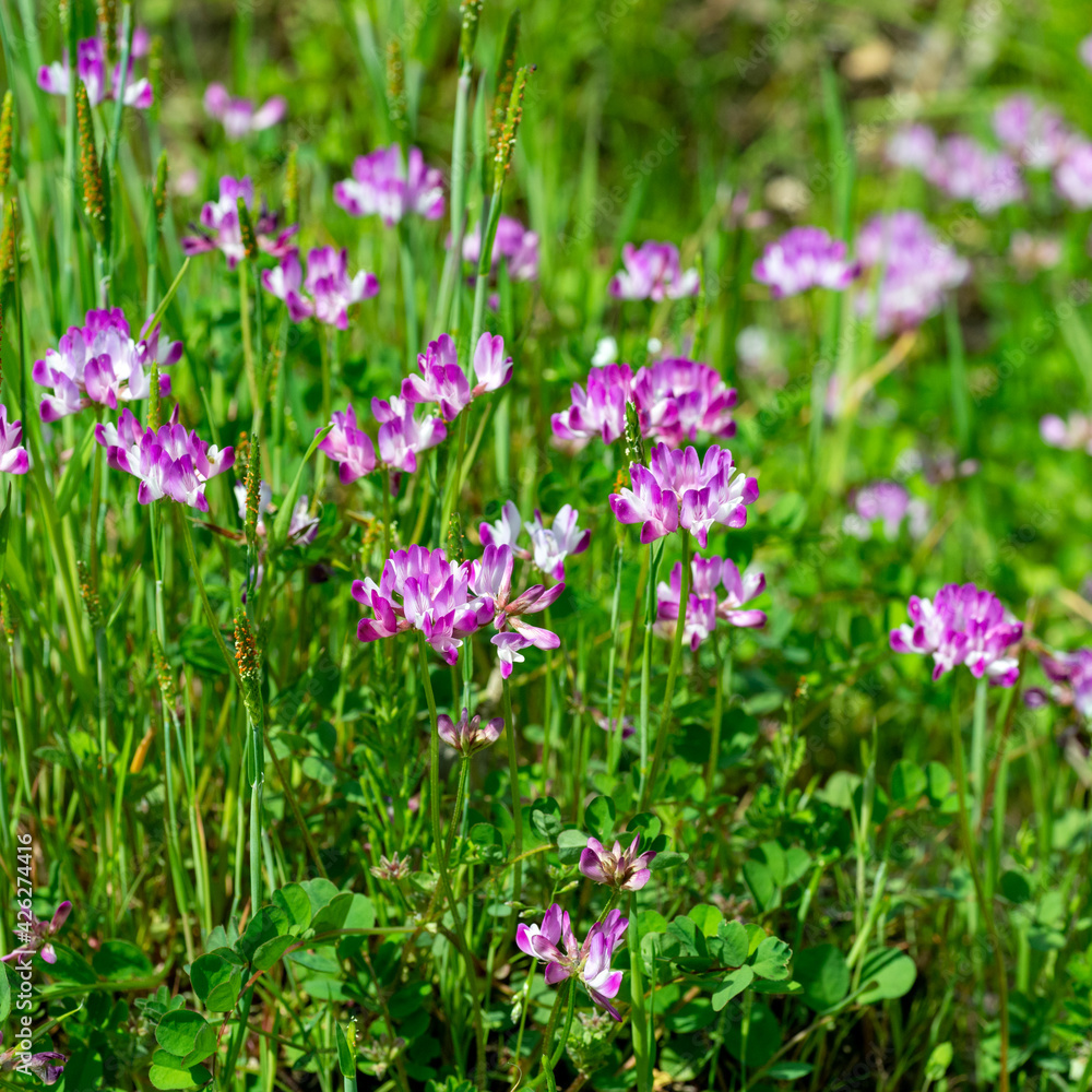 Flowers of Chinese milk vetch (Astragalus sinicus) in Japan in spring Flowers of Chinese milk vetch (Astragalus sinicus) in Japan in spring