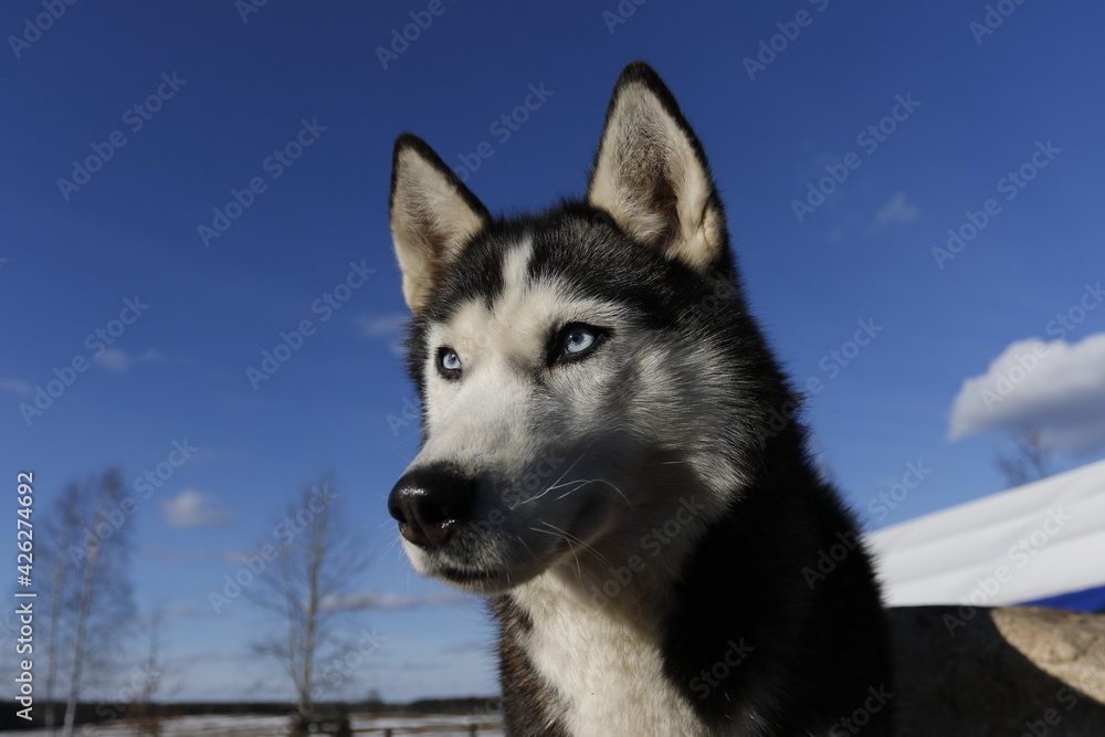 Husky dog enjoying the snow during cold winter