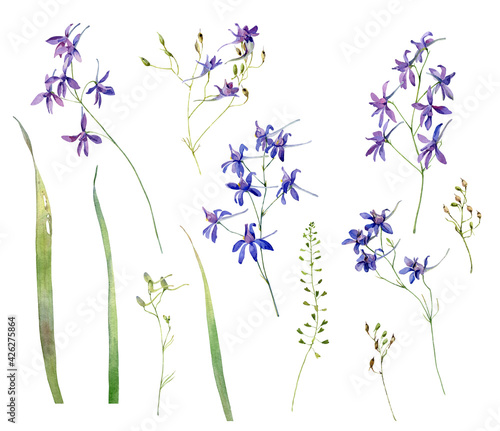 Watercolor set of wild forest blue flowers on white background 