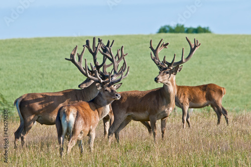 The Red Deer (Cervus elaphus)  in Poland © Nick Taurus