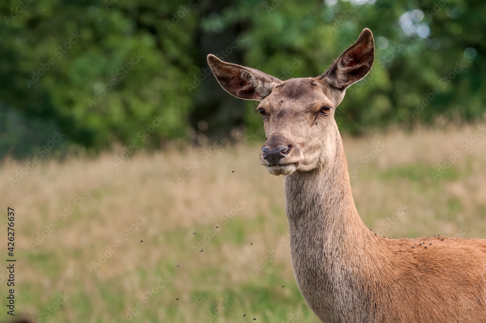 The Red Deer (Cervus elaphus)  in Poland