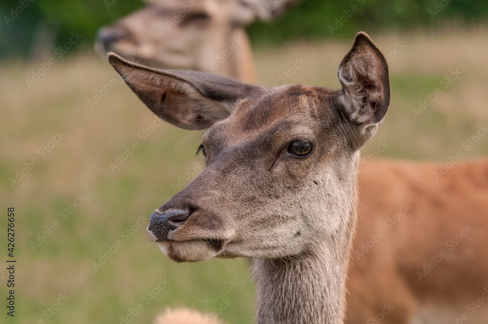 The Red Deer (Cervus elaphus)  in Poland