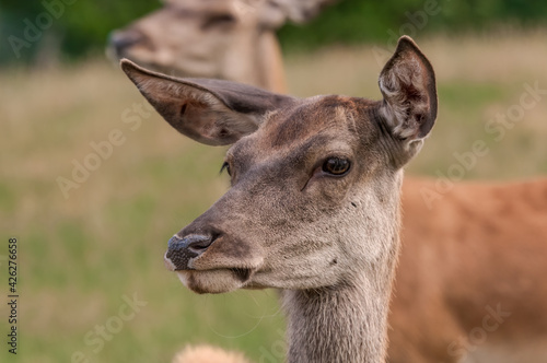 The Red Deer  Cervus elaphus   in Poland