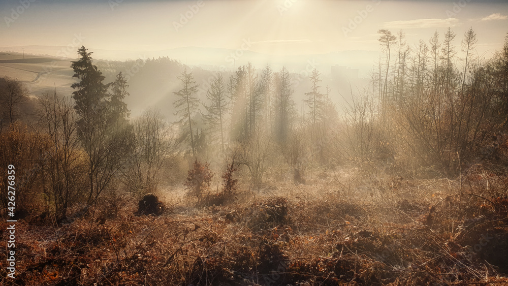 Morning mist in the forest. Golden hour light, contrasting shadows to green grass and orange sun. Morning mist in the forest. Golden hour light, contrasting shadows to green grass and orange sun.