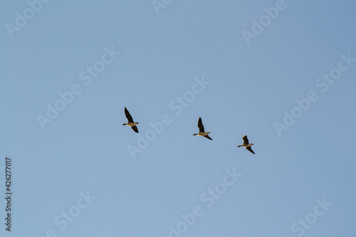 3 flying birds © RichDidrik