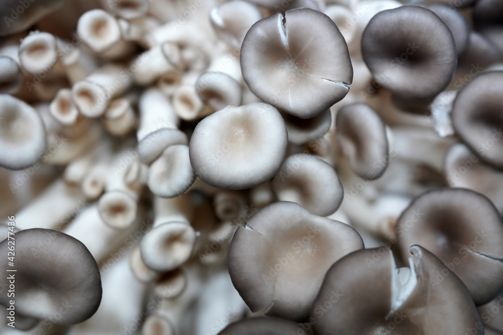 Fresh shiitake mushroom isolated,Dried mushrooms on white background Fresh shiitake mushroom isolated,Dried mushrooms on white background