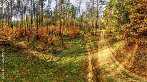 Fototapeta Naklejka Na Ścianę i Meble -  Jesienny las widziany z lotu ptaka
