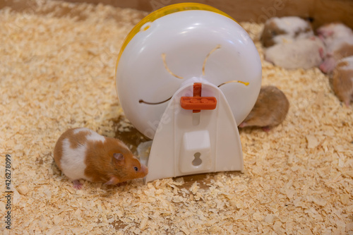 Gatsby mice are playing with a spinning plate.