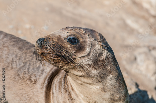 Immature California Sea Lion (Zalophus californianus) at hauling-out, Point Dume, California, USA