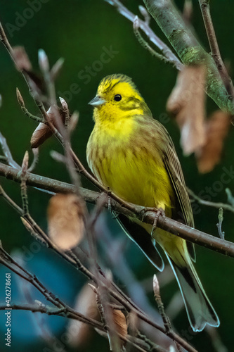 Yellowhammer Emberiza citrinella - portrait, closeup. Yellow bird