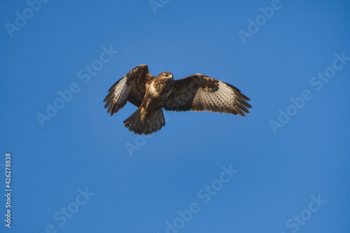Bald eagle in flight. Eagle in flight