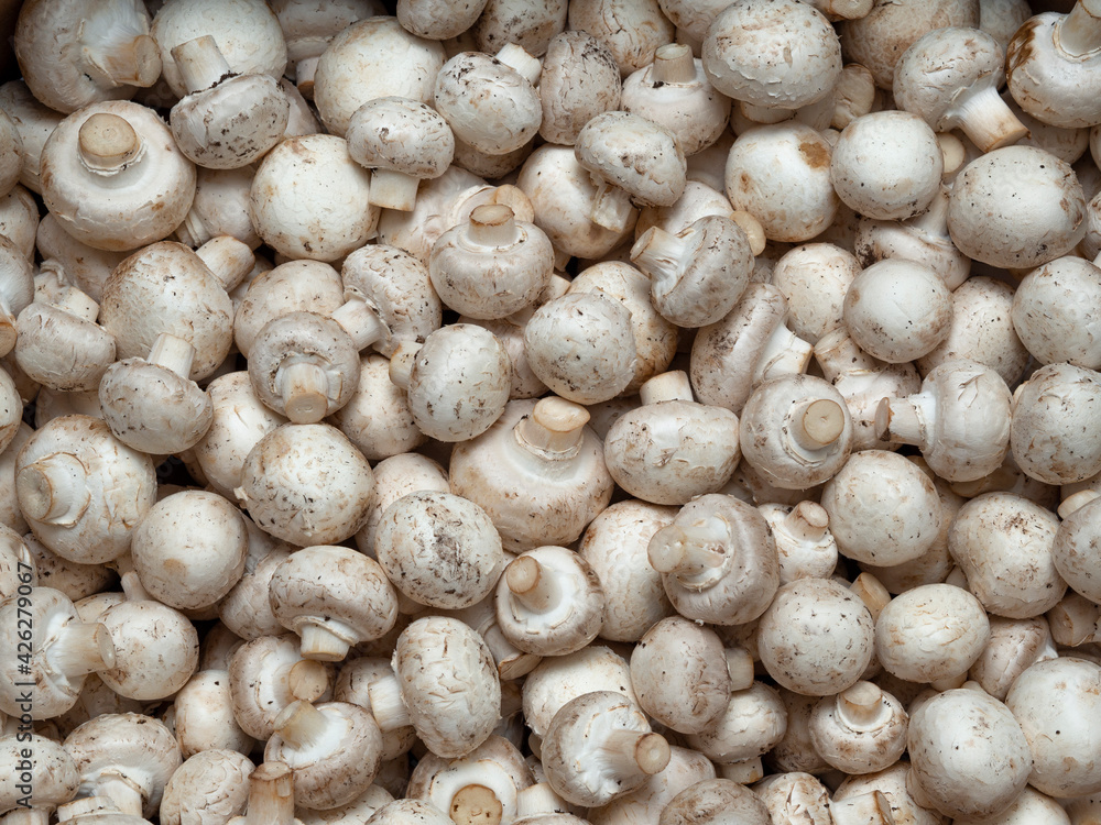 Background of many white and brown mushrooms. The texture of greenhouse vegetables in the window of the market, store. Top view, close-up, food wallpaper. Harvest concept