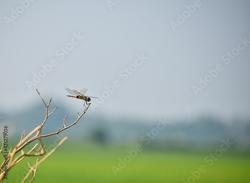 Dragonfly in the nature with blue sky as background near paddy fields. Dragonfly in the nature habitat. Beautiful vintage nature scene with dragonfly outdoor © ravikanth