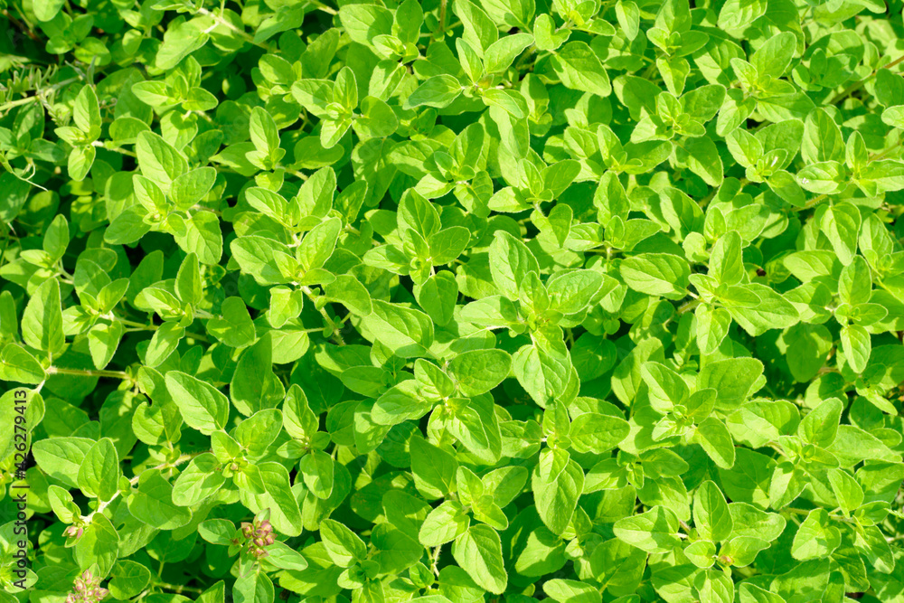 Obraz premium Bright green young leaves of mint bushes. Top view.