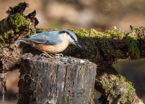 Nuthatches on the branch. Blue bird on a branch