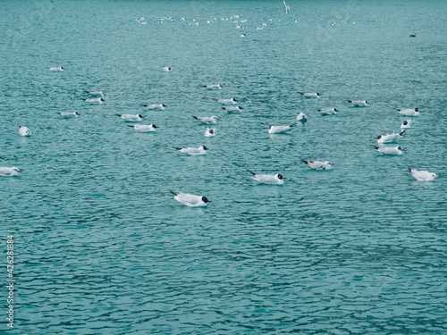 Seagulls are sitting on the surface of the sea.
