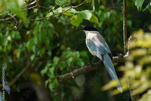 azure winged magpie in the forest