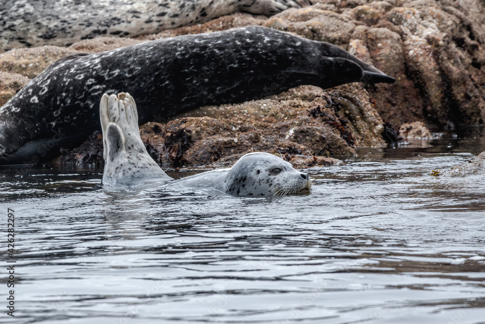 Obraz premium Common Seal (Phoca vitulina) in Bodega Bay, California, USA