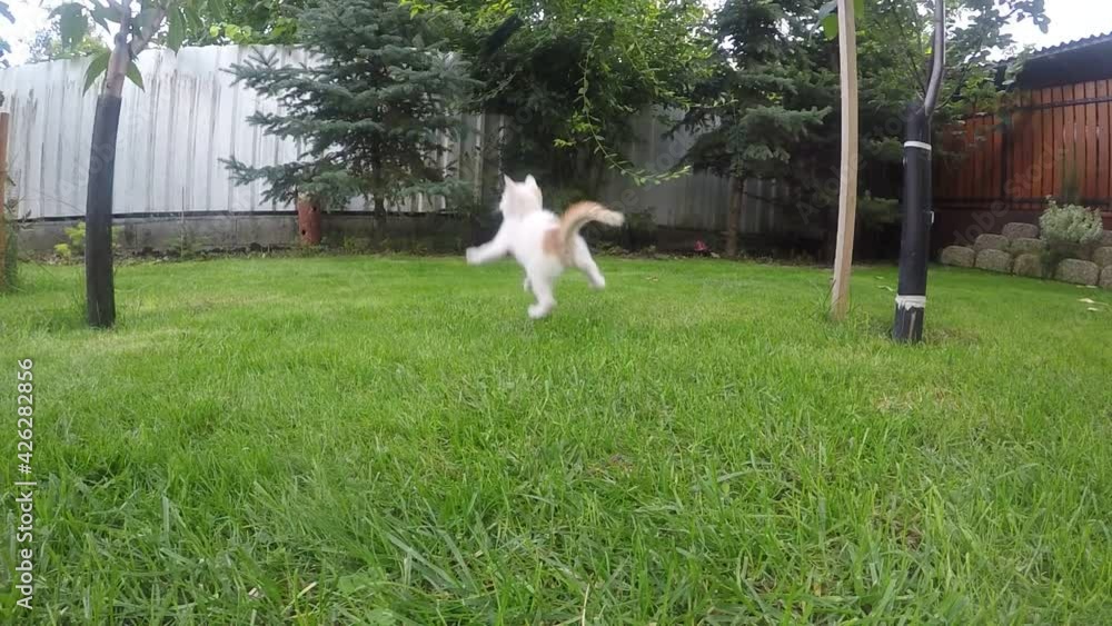 Playful furry kitten trying to catch a twig moving around the backyard. Cat playing outside, in the garden Playful furry kitten trying to catch a twig moving around the backyard. Cat playing outside, in the garden