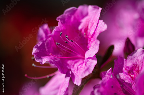 Azaleas delicate flower background. Pink spring japanese flower. Macro shoot.