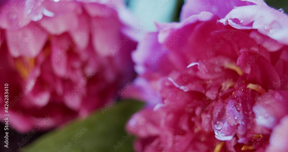Macro view of violet peony flowers on dark background, springtime, seasonal flowers in bloom, beautiful decoration with strong aroma Macro view of violet peony flowers on dark background, springtime, seasonal flowers in bloom, beautiful decoration with strong aroma