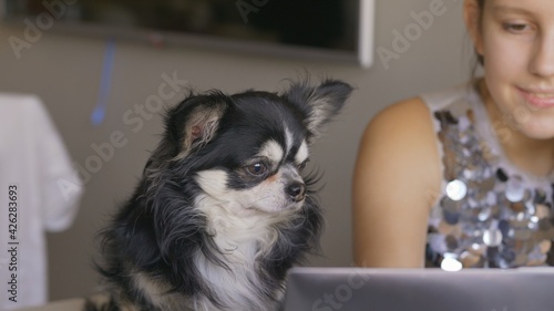 Lovely dog sitting near laptop, pretty girl typing, online studying or chatting with a pet-friend.Crop - teenager using laptop at home. Covid-19 self-isolation online surfing concept.