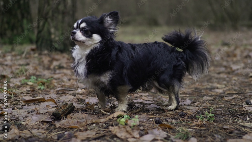 Little doggy walks in the forest. Fallen leaves and empty trees background. Non urban scene. Spending quarantine time out of the city