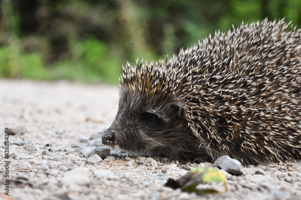Obraz premium Hedgehog on a rustic road. Close-up shot of little hedgehog