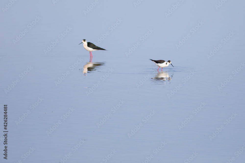 Dos (2) cigüeñuela comunes (Himantopus himantopus) opuestas alimentándose en el agua al amanecer Dos (2) cigüeñuela comunes (Himantopus himantopus) opuestas alimentándose en el agua al amanecer