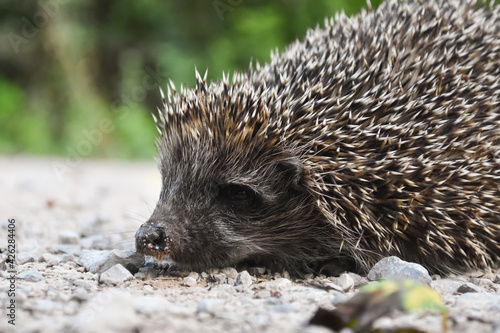 Hedgehog on a rustic road. Close-up shot of little hedgehog