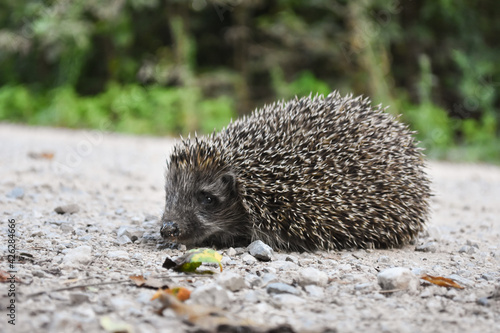 Hedgehog on a rustic road. Close-up shot of little hedgehog