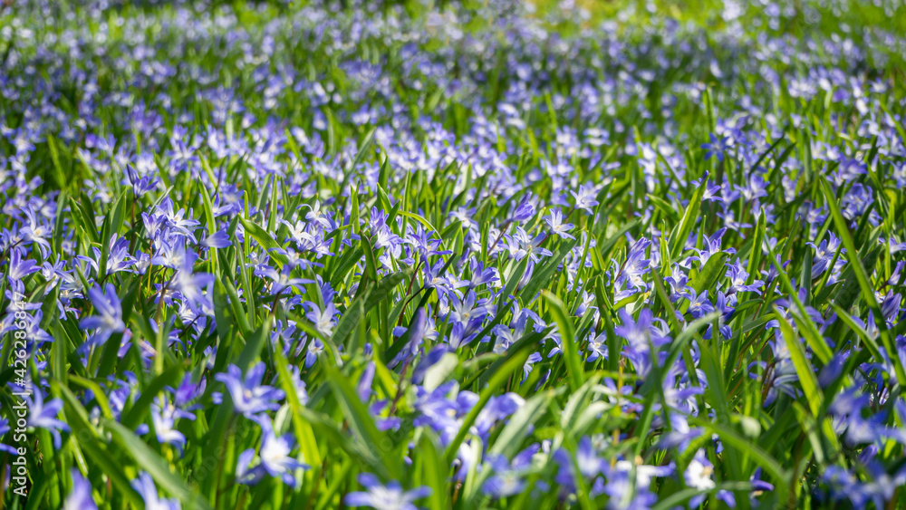 Fototapeta premium Spring sunny meadow with blue flowers. Abstract floral background with selective focus.