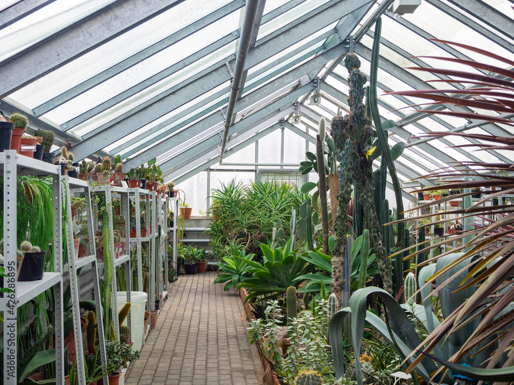 Greenhouse with thermophilic plants. Growing cacti and succulents.