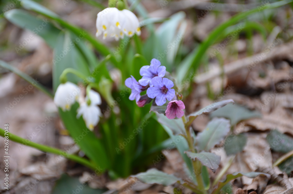 lungwort spring primrose blooms in the forest
lungwort spring primrose blooms in the forest