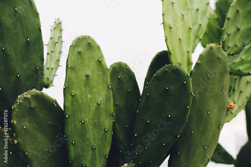 Cactus  Opuntia cochenillifera on white background with clipping path  Succulent  Cacti  Cactaceae  Tree  Drought tolerant plant.