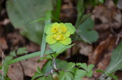 Chrysosplenium alternifolium L spleen ochidifolia
 photo