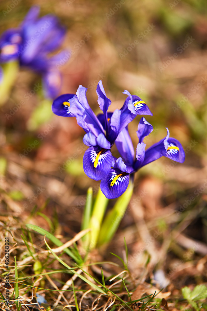 Spring first crocus flowers blooms in garden. Purple pulsatilla flowers close up blossom