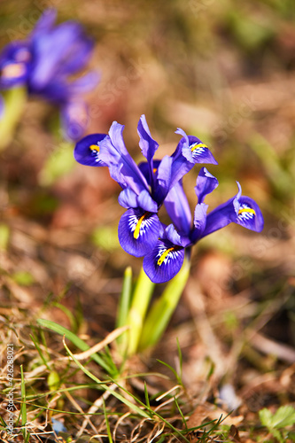 Obraz na płótnie Spring first crocus flowers blooms in garden. Purple pulsatilla flowers close up blossom w salonie