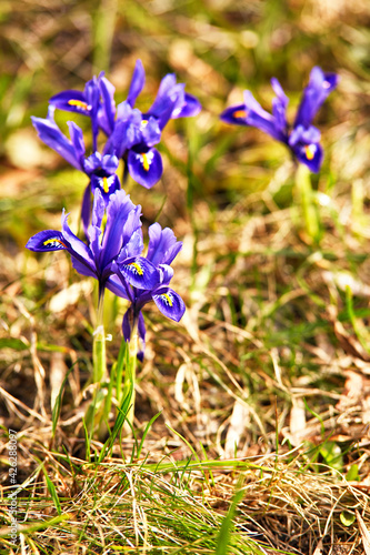 Obraz na płótnie Snowdrops or Dream grass appears after snow melt. Spring first crocus flowers blooms w salonie