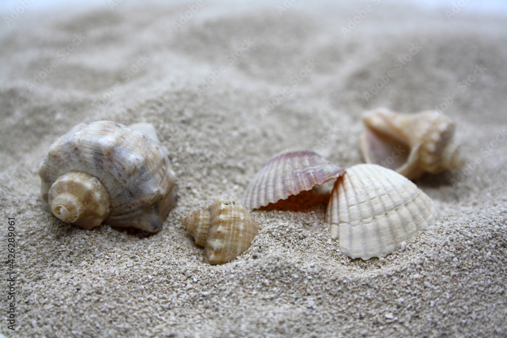 Sea round stones and seashells on the fine sand. Selective focus. Sea round stones and seashells on the fine sand. Selective focus.